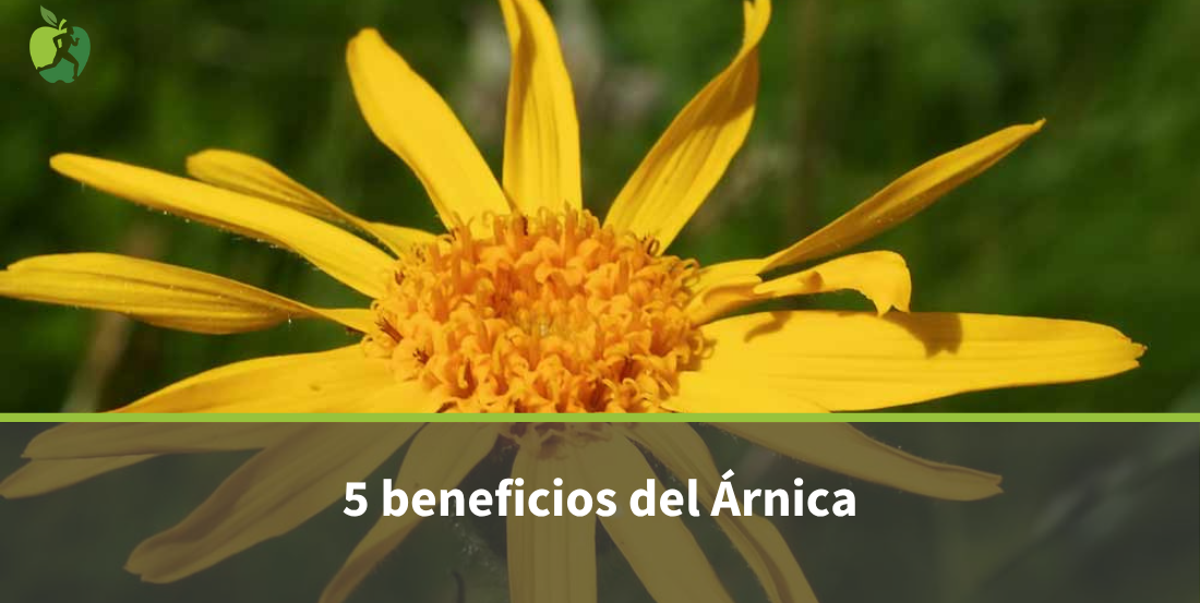 5 beneficios del árnica y sus aplicaciones