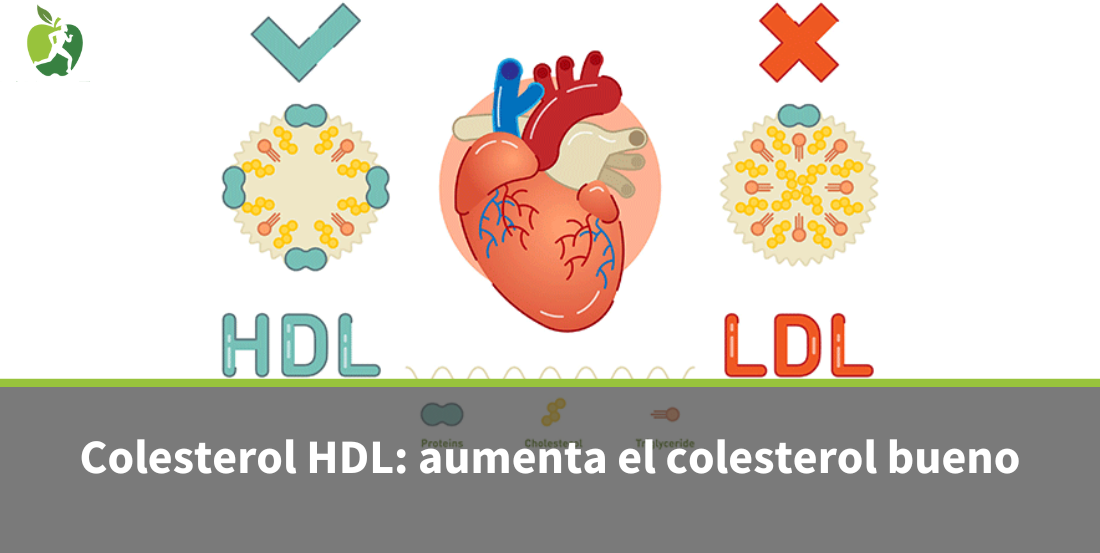 Colesterol HDL: Cómo Aumentar el Colesterol Bueno