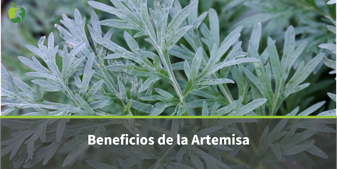 Artemisa planta: propiedades y beneficios