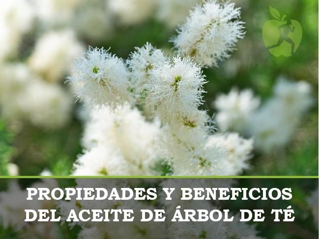 Aceite de árbol de te: propiedades y beneficios