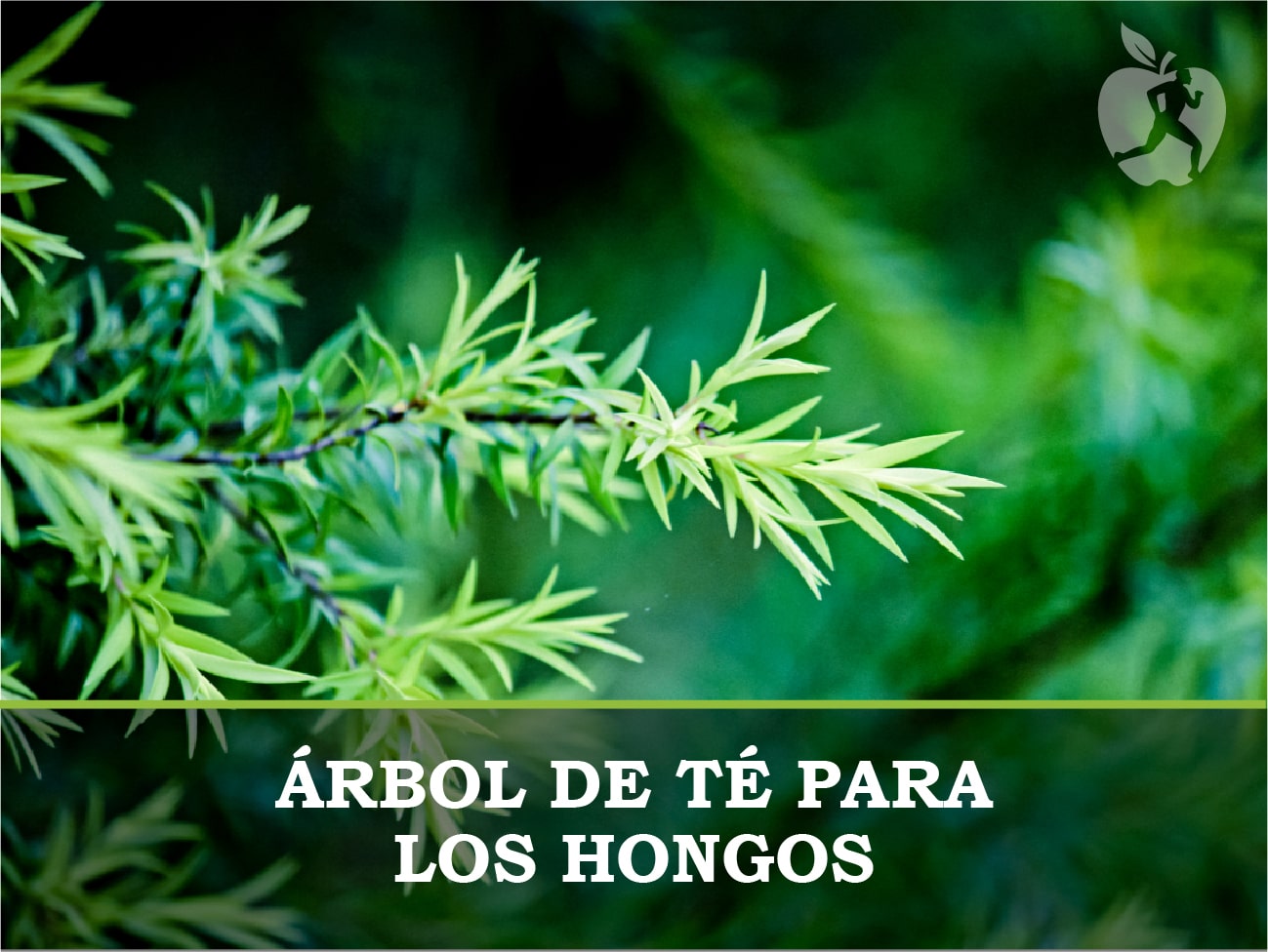 Árbol de té para los hongos