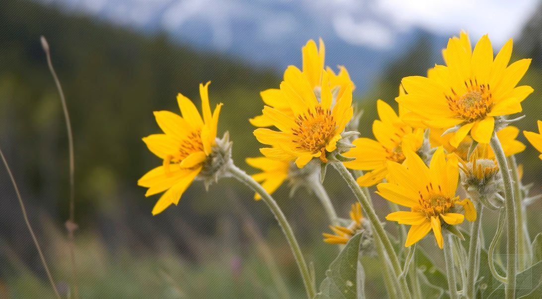 Arnica: Para que Sirve, Propiedades y Beneficios