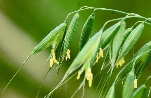 Avena Sativa: Para que Sirve, Propiedades y Beneficios
