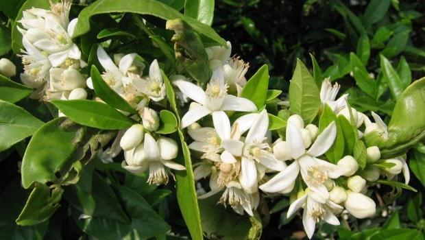 Azahar: Para que Sirve, Beneficios y Propiedades