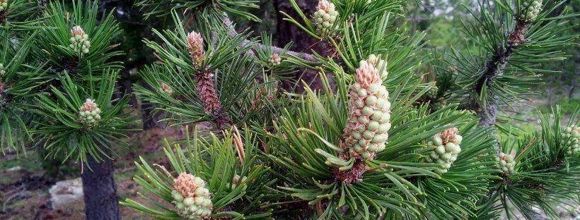 Beneficios de las Yemas de Pino y Para qué sirven