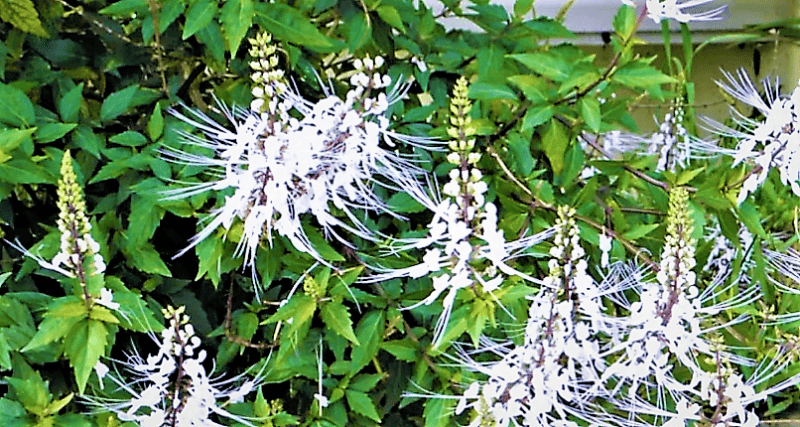 Beneficios y Para qué Sirve el Ortosifon