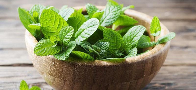 Beneficios y Propiedades de la Melisa