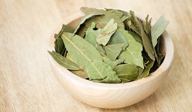 Beneficios y Propiedades del Laurel ¿Para qué sirve?