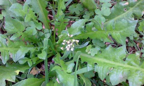 Bolsa de Pastor: Para que Sirve, Beneficios y Propiedades