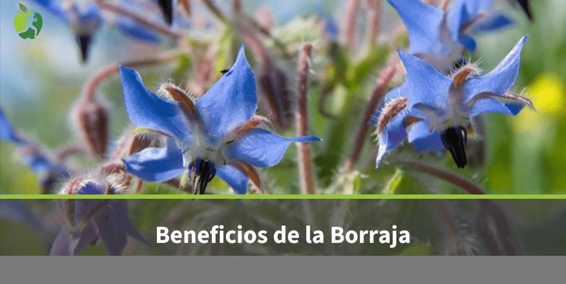 Borraja: Para que Sirve, Beneficios y Propiedades