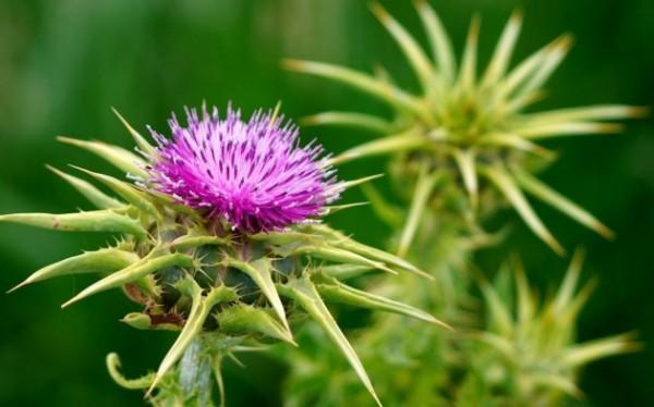 Cardo Mariano: Para que Sirve, Propiedades y Beneficios