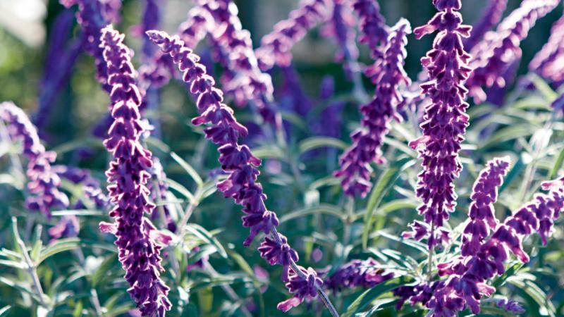 ¿Conoces los beneficios de la Salvia? ¿Para qué sirve?