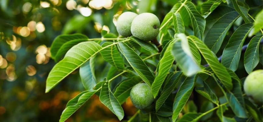 ¿Conoces los beneficios del Nogal? Para qué sirve y propiedades