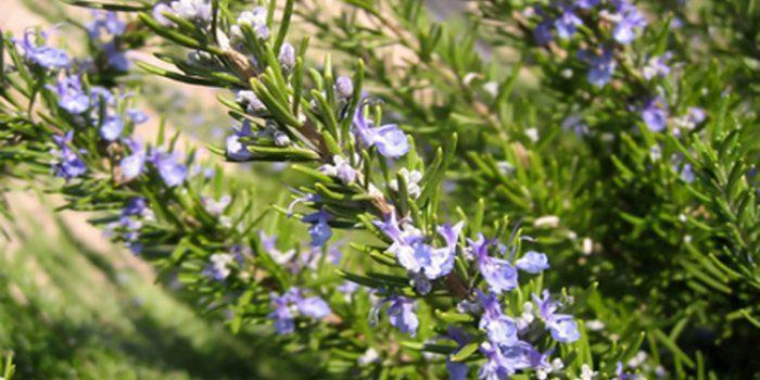 ¿Conoces los beneficios del Romero? ¿Para qué sirve el Romero?