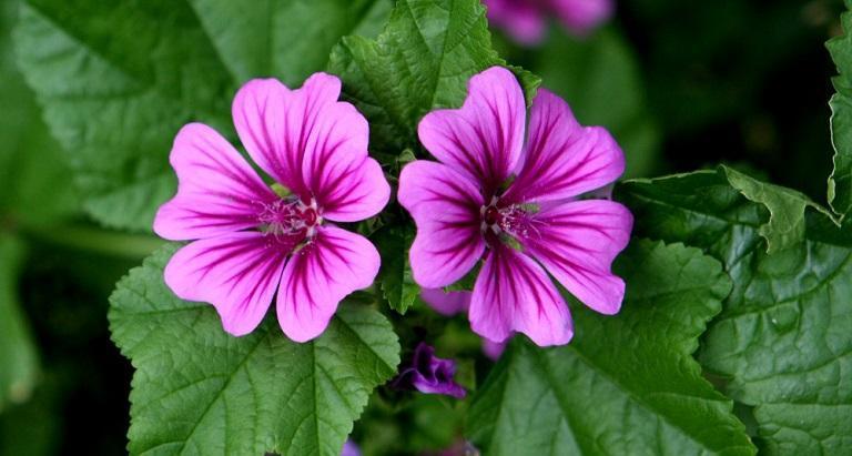 ¿Cuáles son los usos, beneficios y propiedades de la Malva?