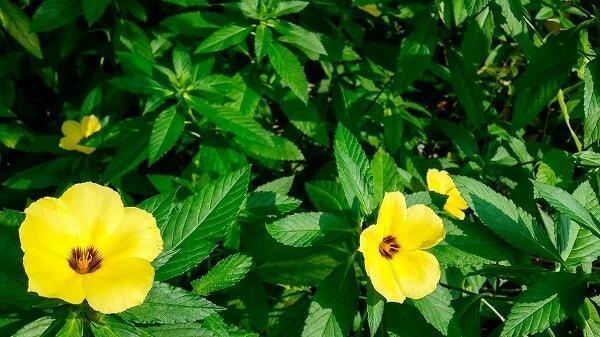 Damiana: Para que sirve, Propiedades y Usos