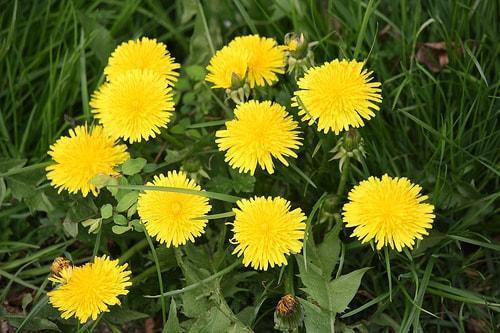 Diente de León: Para qué sirve y Beneficios