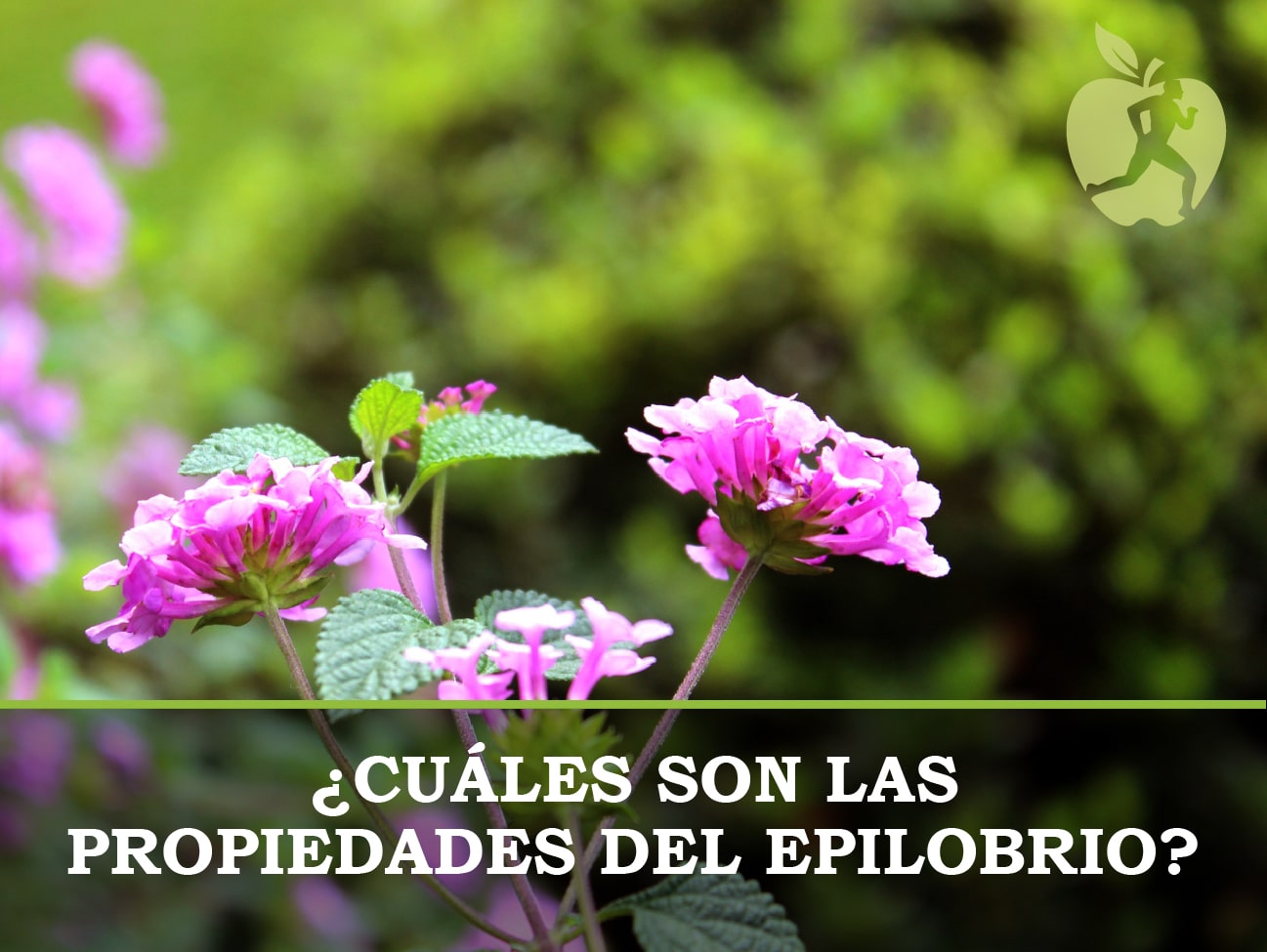 Epilobio: propiedades y para qué sirve