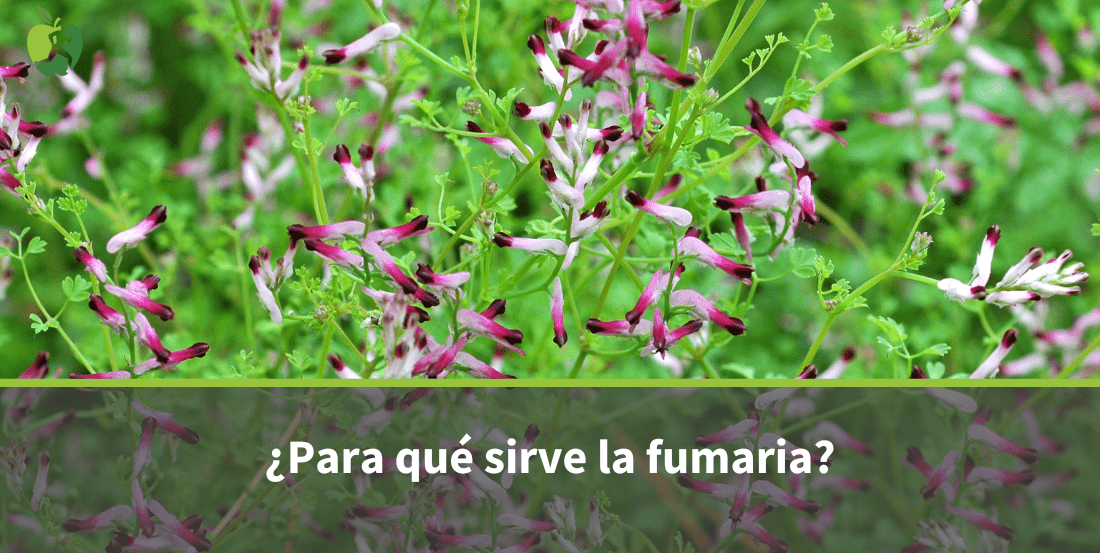 Fumaria: Para qué sirve, Beneficios y Propiedades