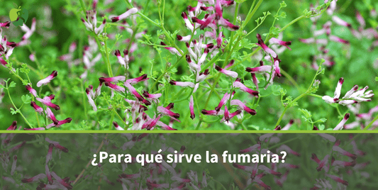 Fumaria: Para qué sirve, Beneficios y Propiedades