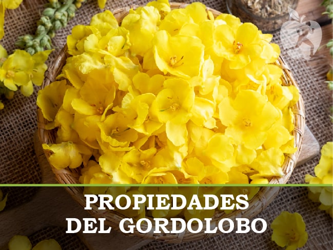 Gordolobo planta: para qué sirve y propiedades