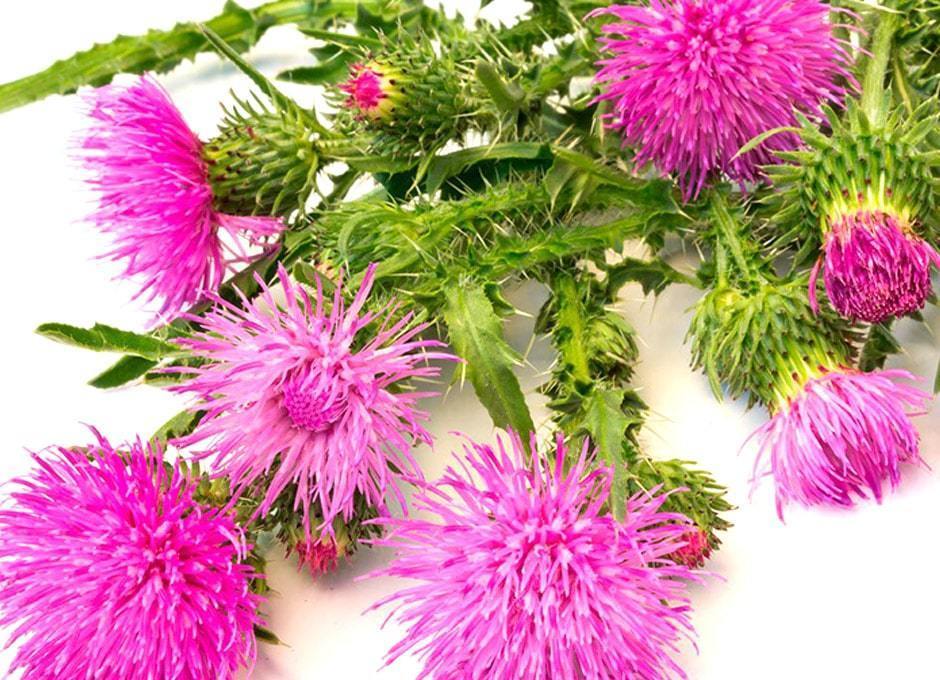 La Bardana: Para que Sirve, Beneficios y Propiedades