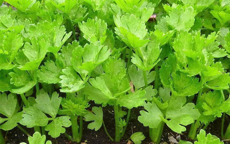 Las Propiedades del Apio