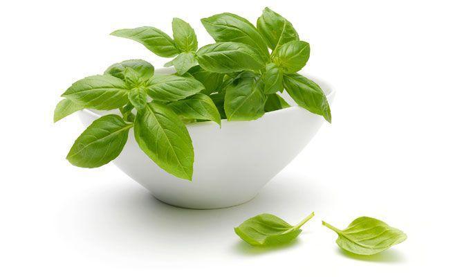 Los Beneficios de la Albahaca