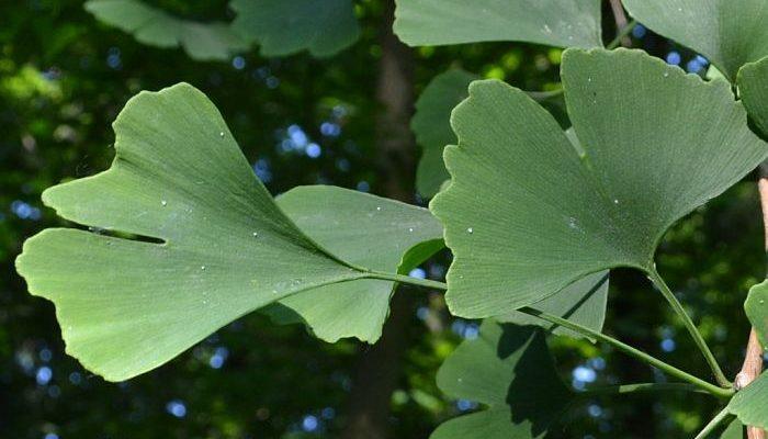 Los beneficios y propiedades del Ginkgo Biloba