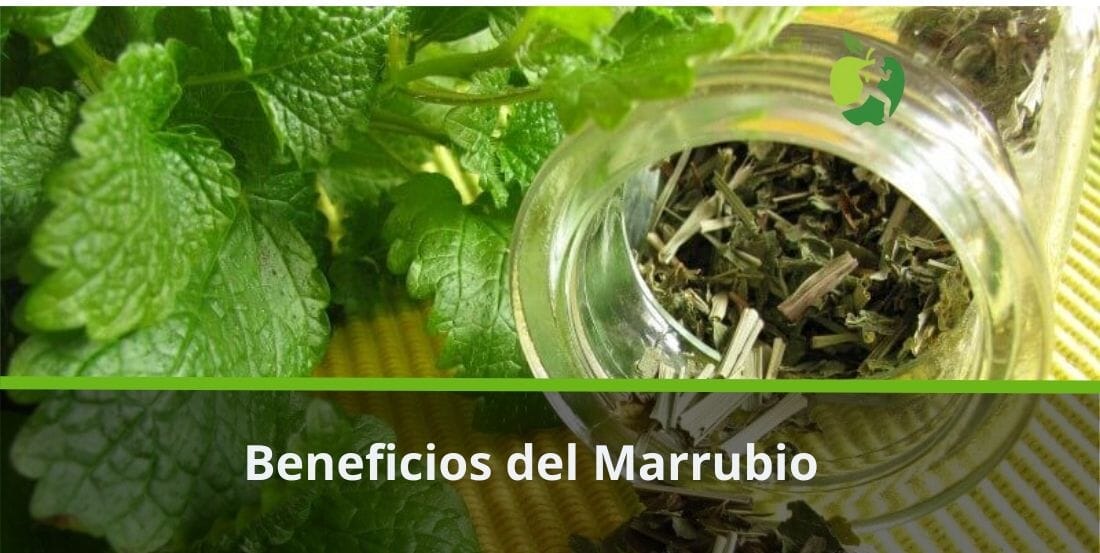 Marrubio Propiedades y Beneficios