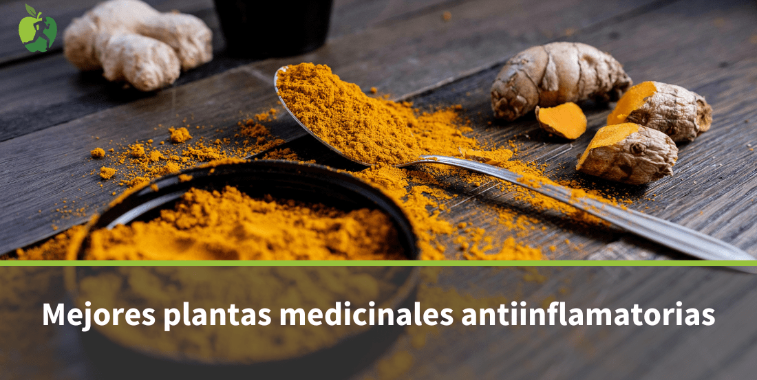 Mejores Plantas Medicinales Antiinflamatorias