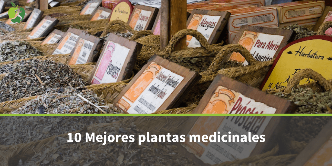 Mejores Plantas Medicinales y Sus Usos