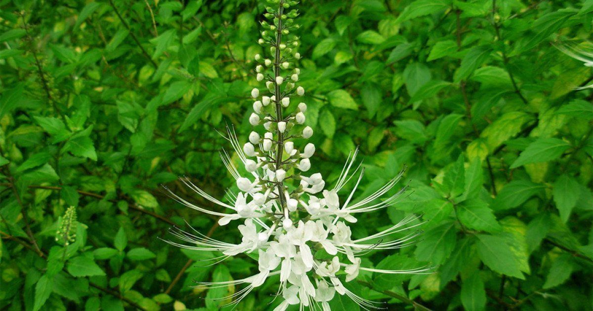 ¿Para qué sirve el Ortosifón? Descubre sus beneficios y propiedades