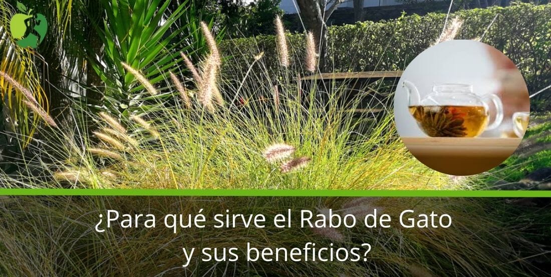 Para qué sirve el Rabo de Gato y sus beneficios