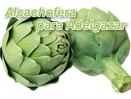¿Para qué sirve la alcachofera? Beneficios y propiedades