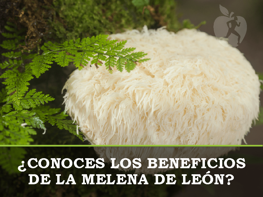 ¿Para qué sirve la Melena de León y sus propiedades?