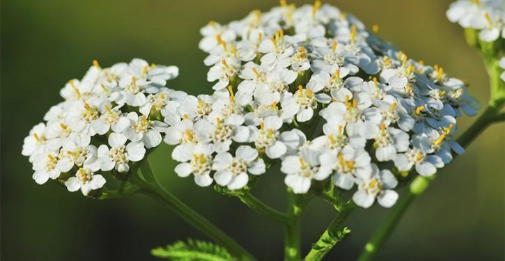 ¿Para qué sirve la Milenrama? Descubre sus beneficios