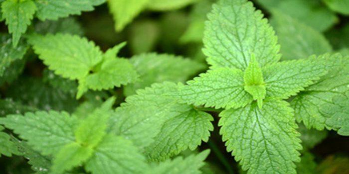 ¿Para qué sirve la Ortiga Verde? Descubre sus beneficios