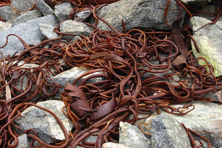 Para qué sirve y beneficios de las Algas Cochayuyo