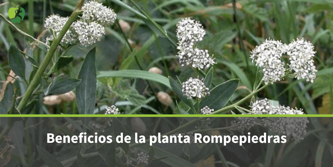 Planta Rompepiedras: para qué sirve y beneficios