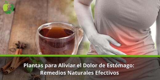Plantas para Aliviar el Dolor de Estómago: Remedios Naturales Efectivos