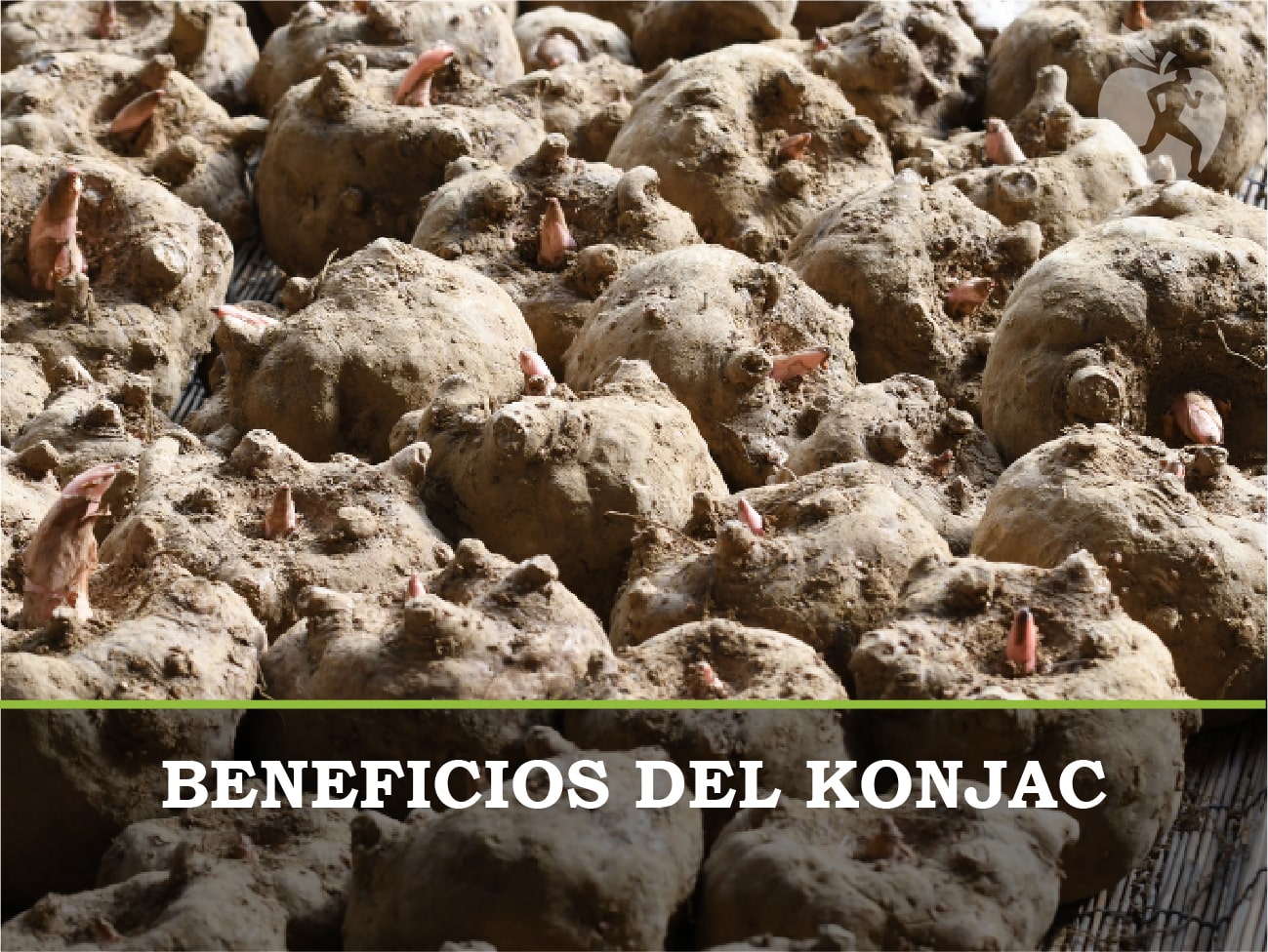 Todo sobre la raiz de Konjac