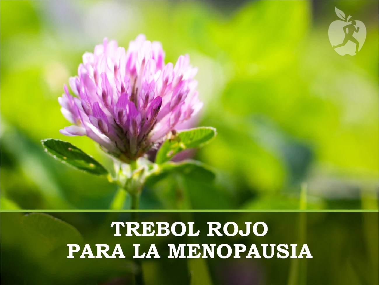 Trebol rojo para la menopausia
