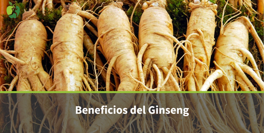 Ginseng: propiedades, beneficios y cómo tomarlo