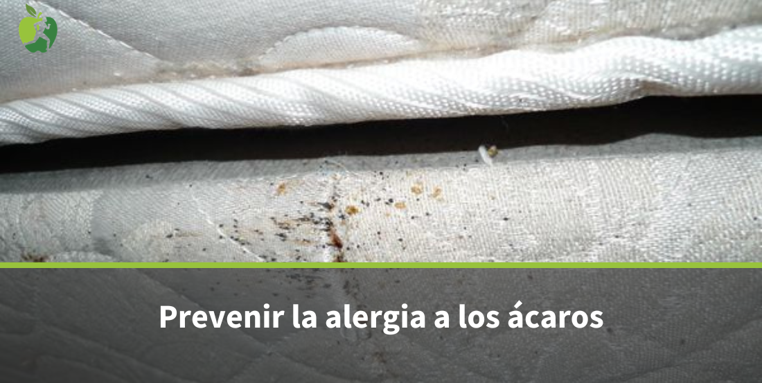 Alergia a los ácaros del polvo: síntomas y tratamiento