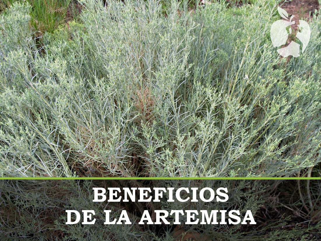 Artemisa planta: propiedades y beneficios