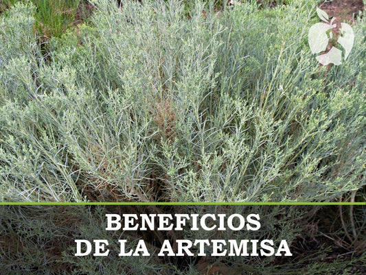 Artemisa planta: propiedades y beneficios