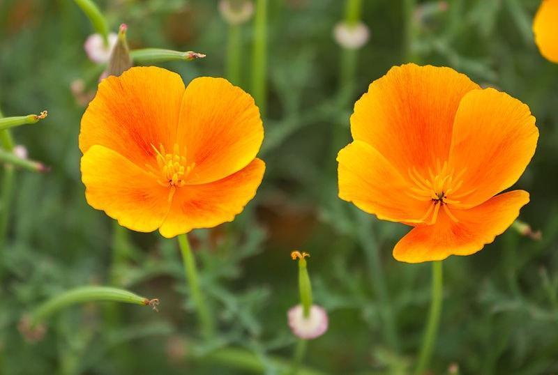 Beneficio de la Amapola de California