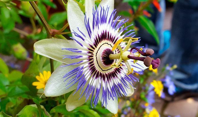 Beneficios de la Pasiflora. ¿Para qué sirve y cuáles son sus propiedades?