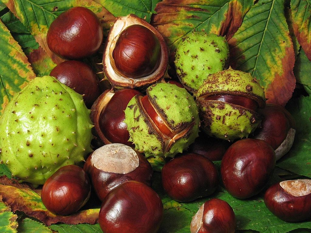 Castaño de Indias: Para que Sirve, Beneficios y Propiedades